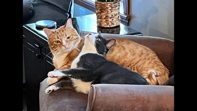 Cats